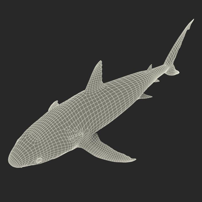 Caribbean Reef Shark Rigged 3D