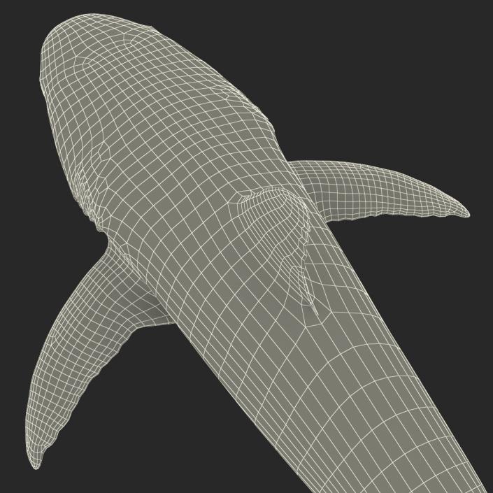 Caribbean Reef Shark Rigged 3D