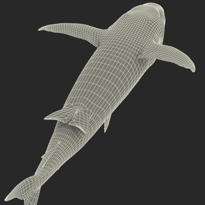 Caribbean Reef Shark Rigged 3D