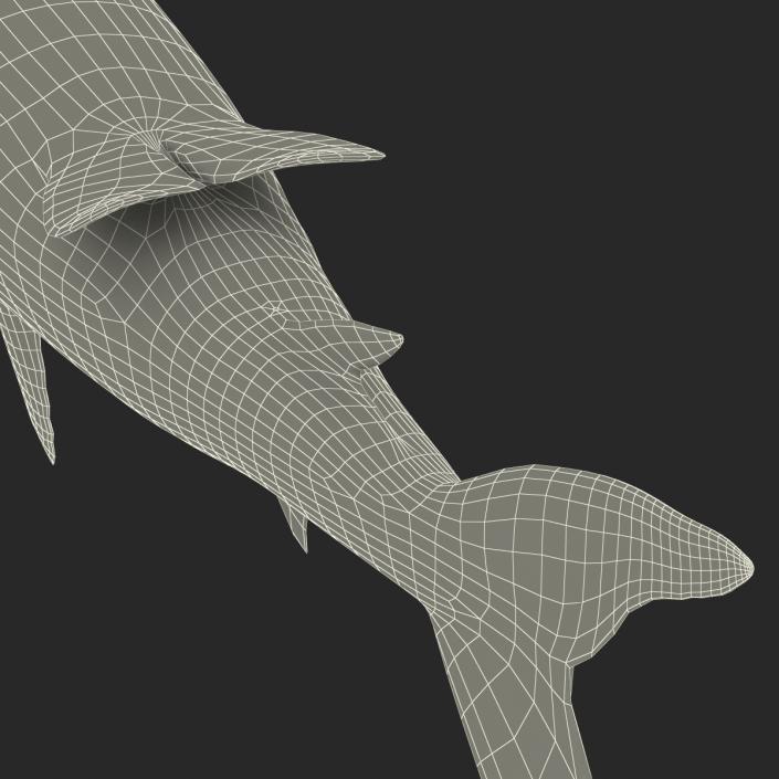 Caribbean Reef Shark Rigged 3D