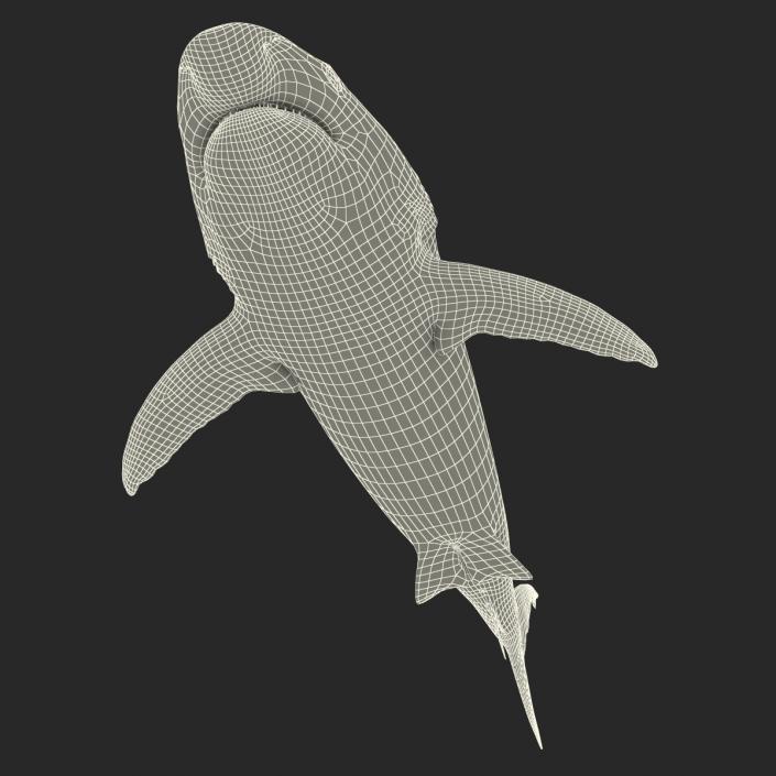 Caribbean Reef Shark Rigged 3D