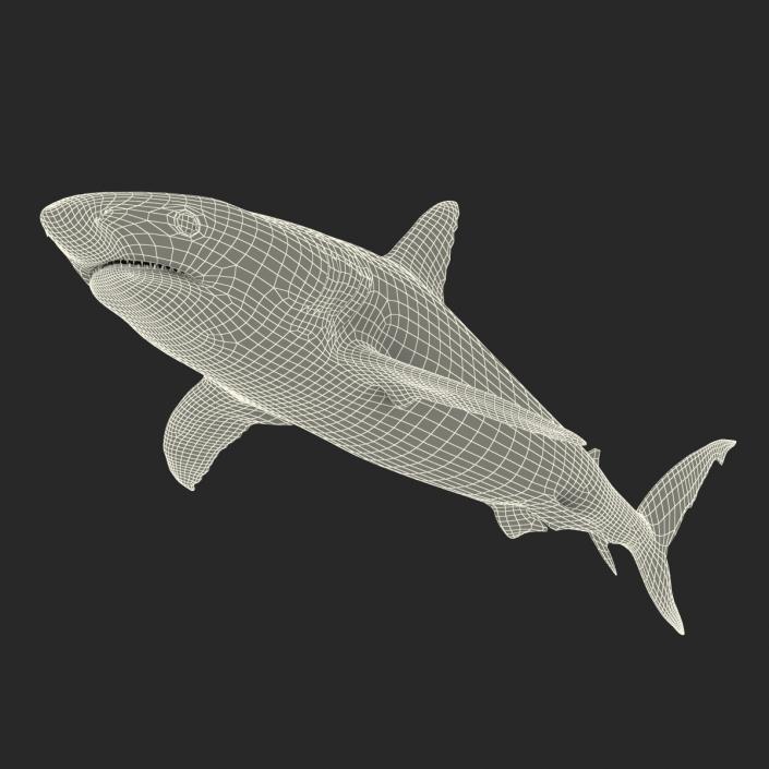 Caribbean Reef Shark Rigged 3D