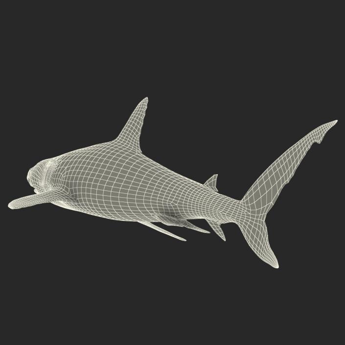 Caribbean Reef Shark Rigged 3D