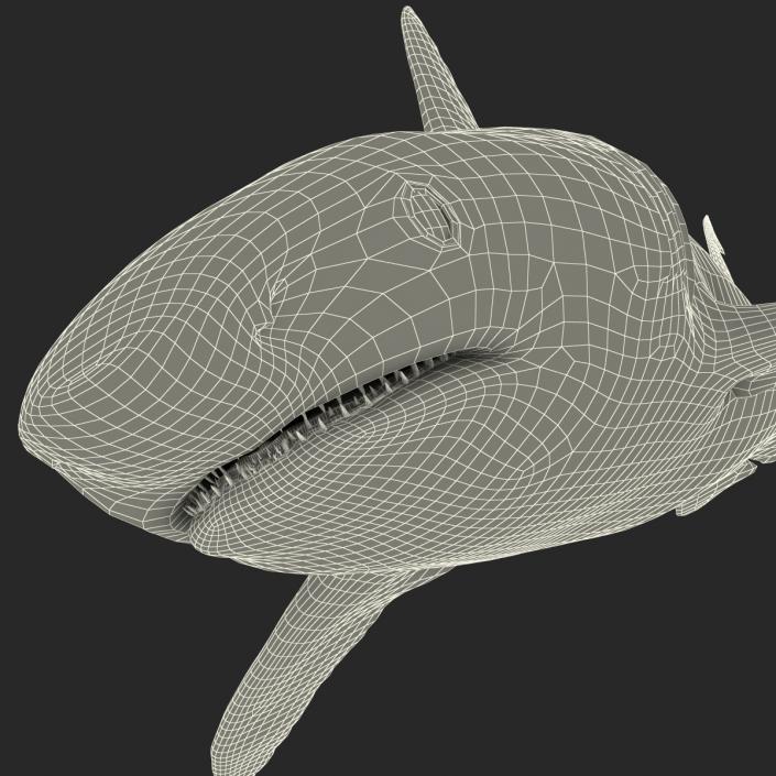 Caribbean Reef Shark Rigged 3D