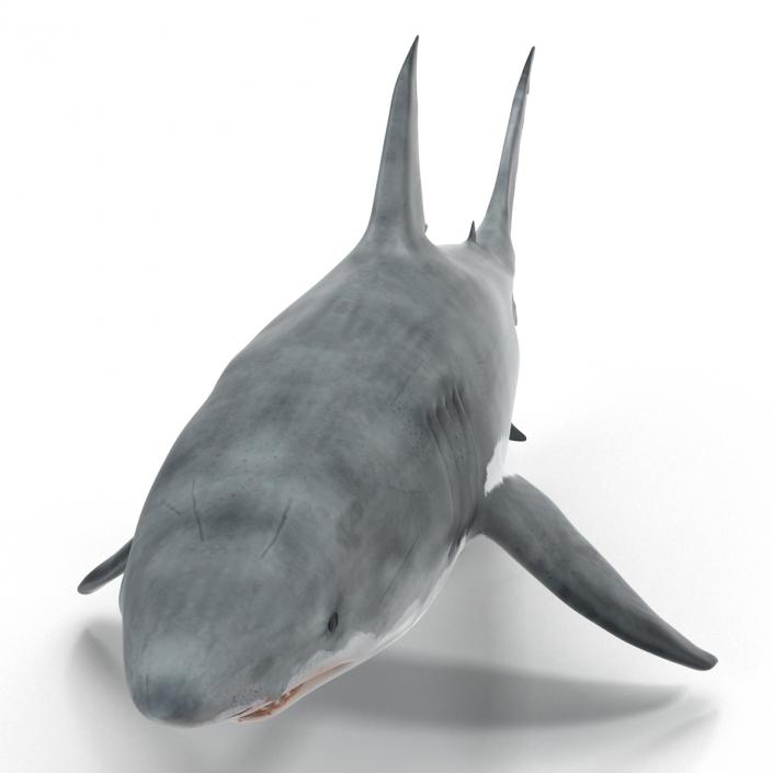 Great White Shark 3D