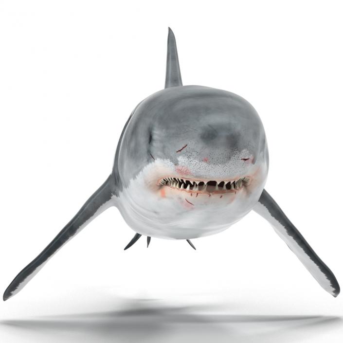 Great White Shark 3D