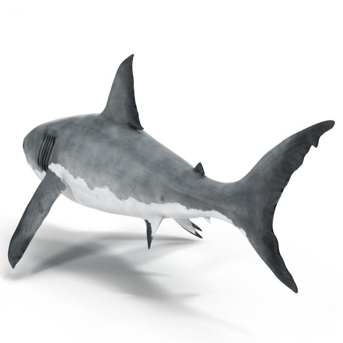 Great White Shark 3D