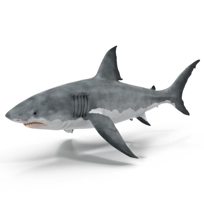 Great White Shark 3D