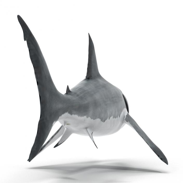 Great White Shark 3D