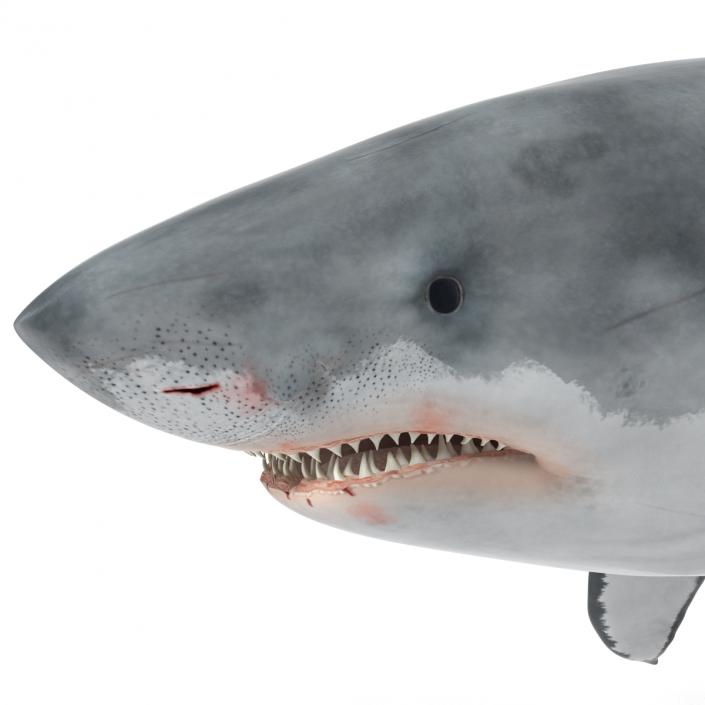 Great White Shark 3D