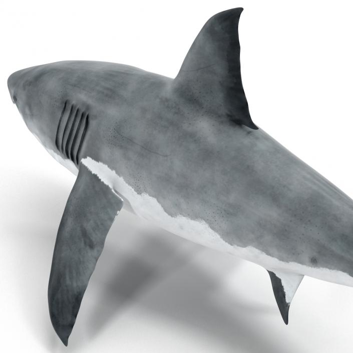 Great White Shark 3D