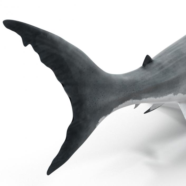 Great White Shark 3D