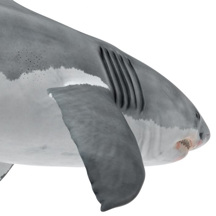 Great White Shark 3D