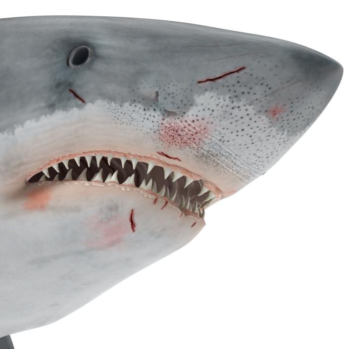 Great White Shark 3D