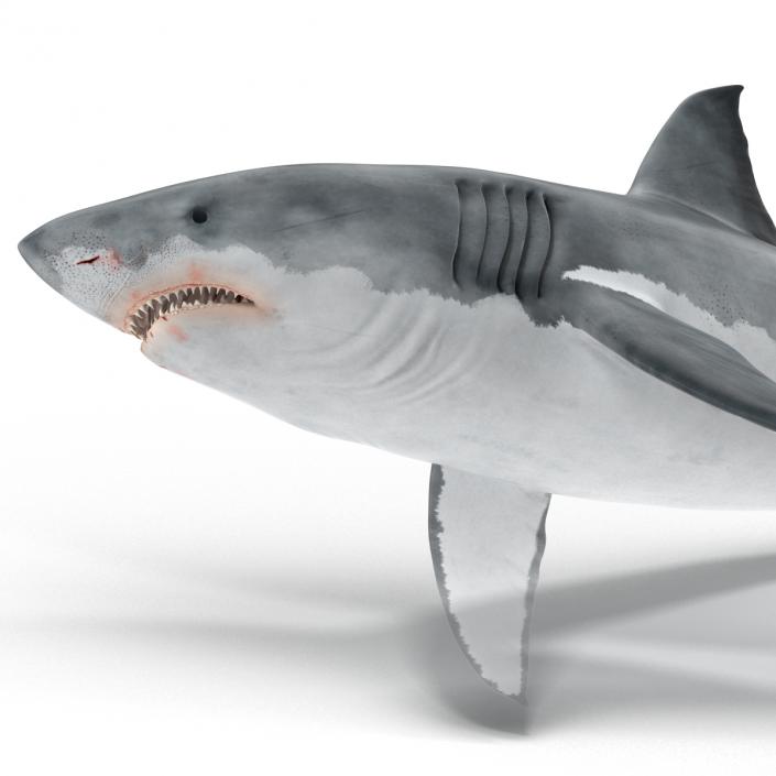 Great White Shark 3D