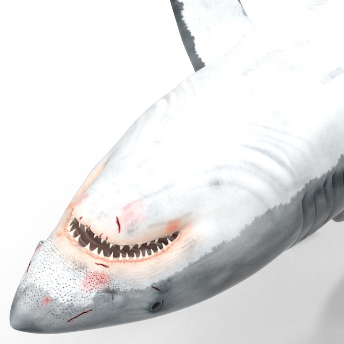 Great White Shark 3D