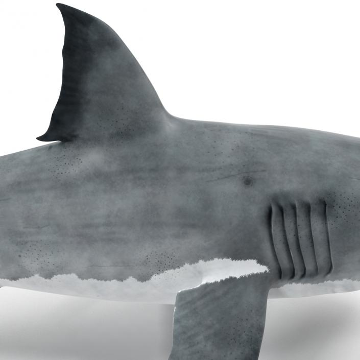 Great White Shark 3D