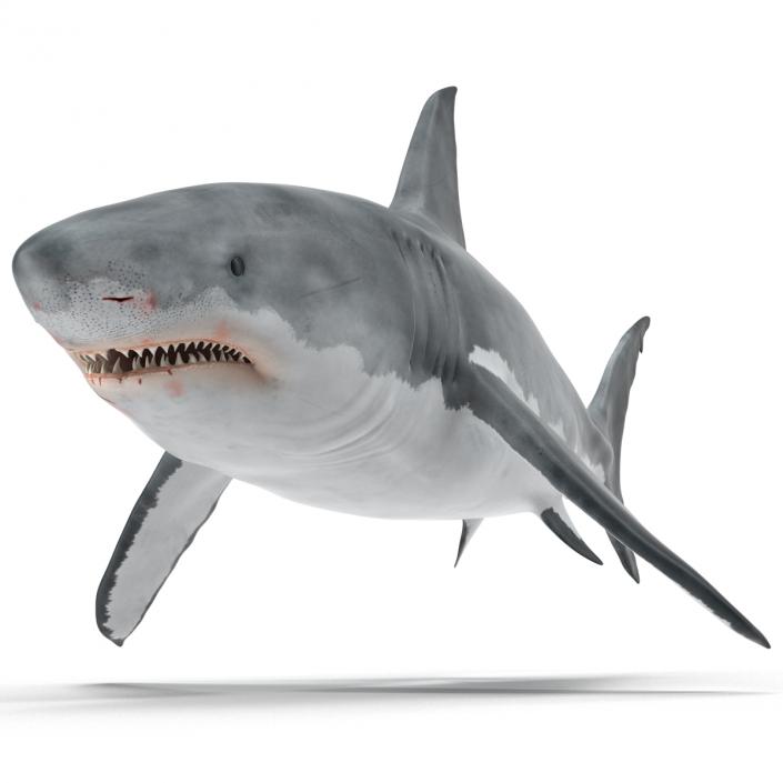 Great White Shark 3D