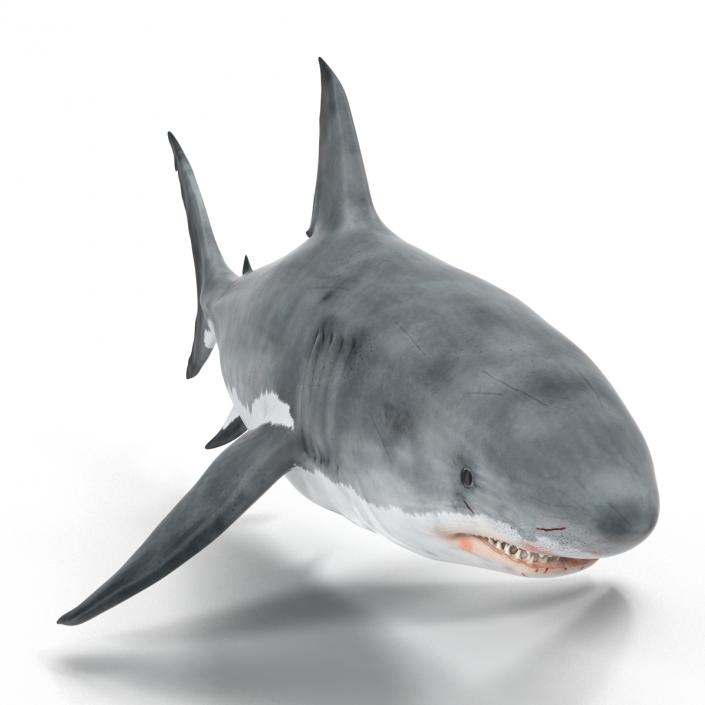 Great White Shark 3D