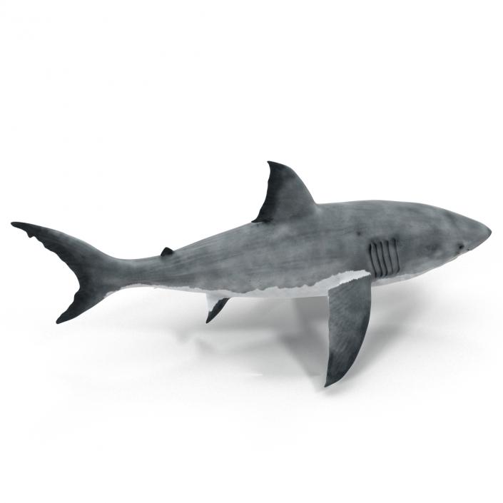 Great White Shark 3D