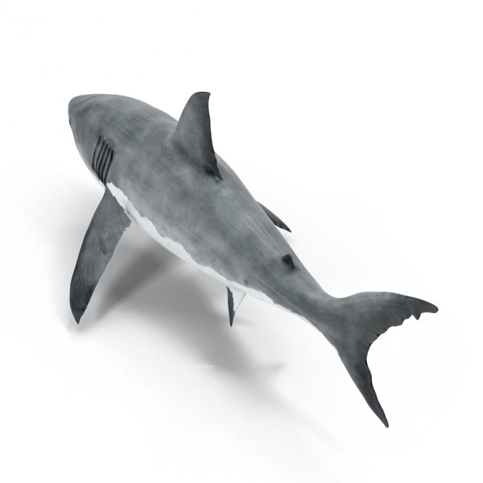 Great White Shark 3D