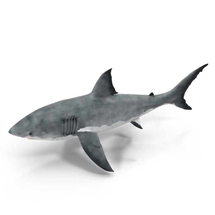 Great White Shark 3D