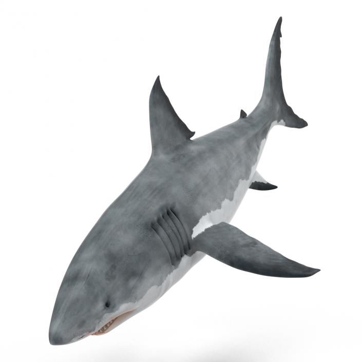 Great White Shark 3D