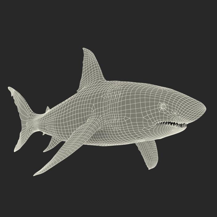 Great White Shark 3D