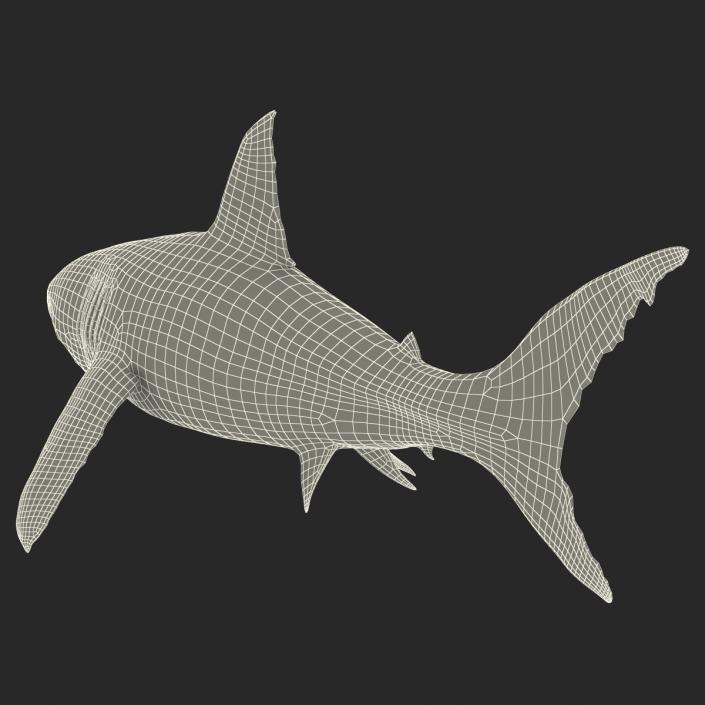 Great White Shark 3D