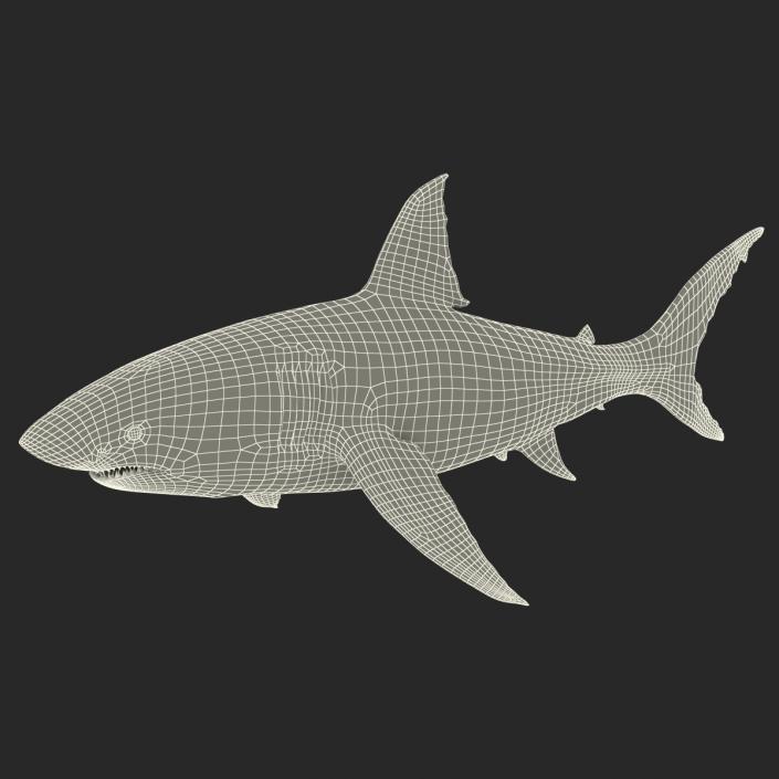 Great White Shark 3D