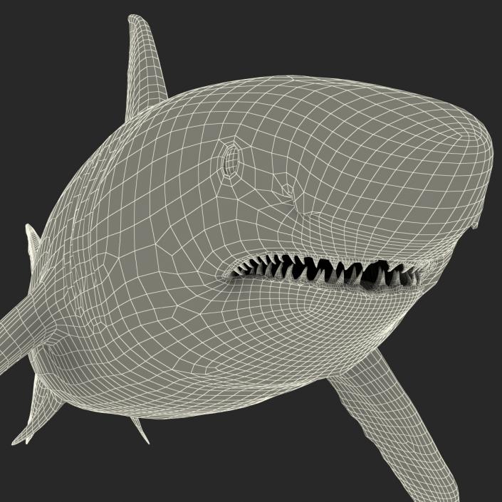 Great White Shark 3D