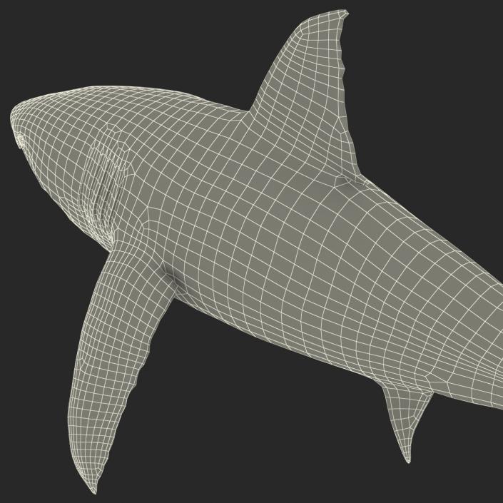 Great White Shark 3D