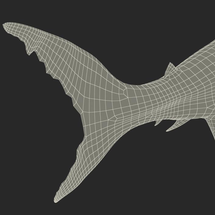 Great White Shark 3D