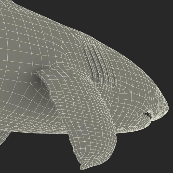 Great White Shark 3D