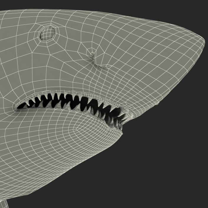 Great White Shark 3D