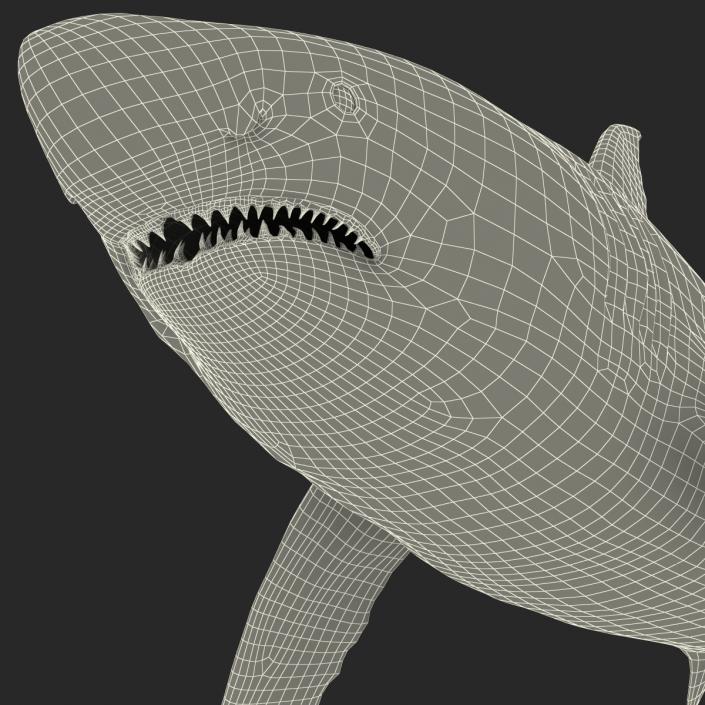 Great White Shark 3D