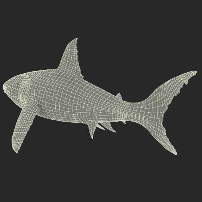 Great White Shark 3D