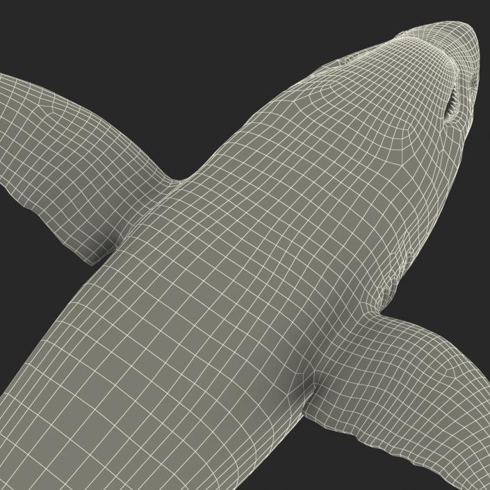 Great White Shark 3D