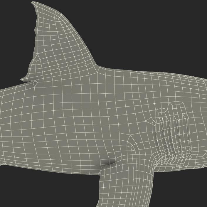 Great White Shark 3D