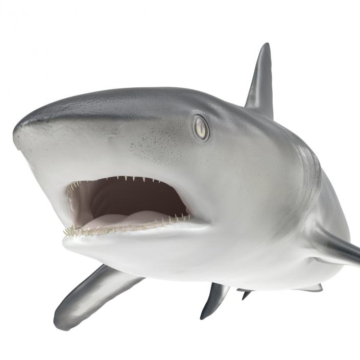 Great White Shark Attacking Pose 3D