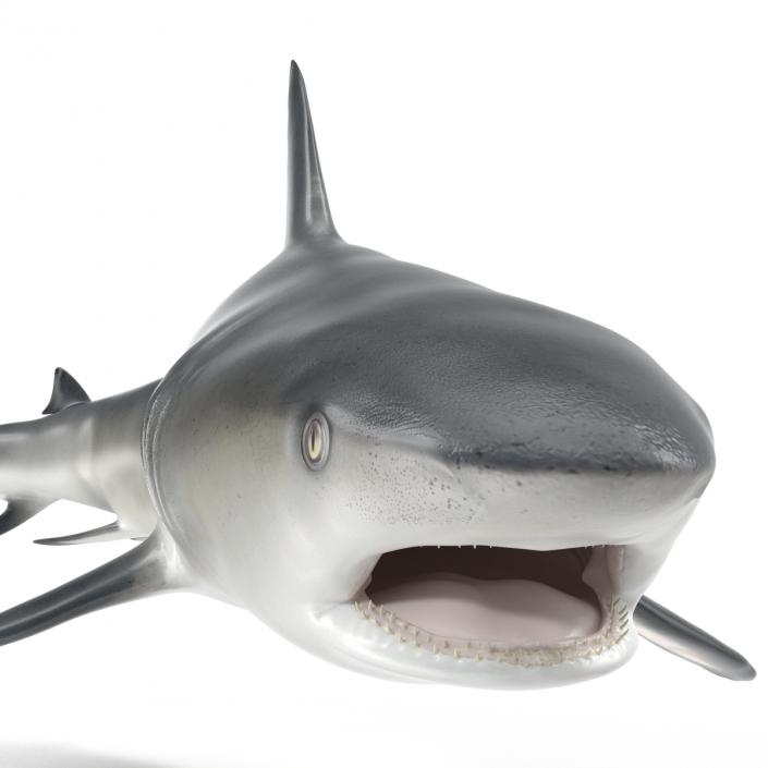 Great White Shark Attacking Pose 3D