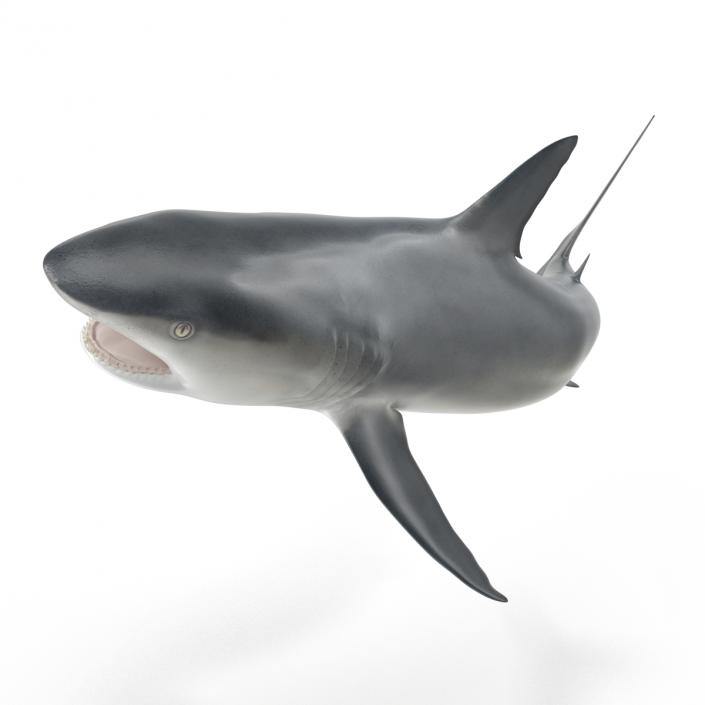 Great White Shark Attacking Pose 3D