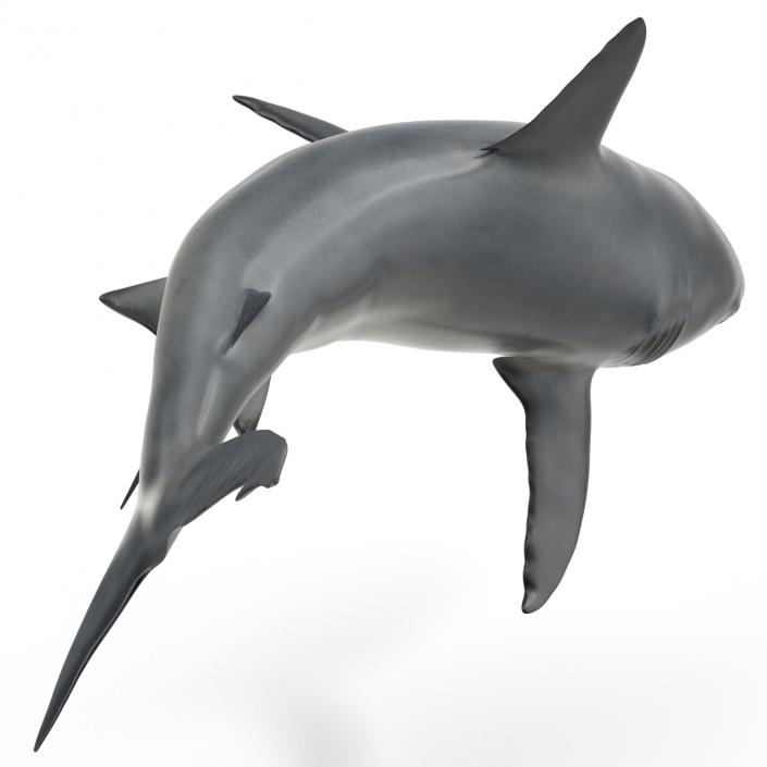 Great White Shark Attacking Pose 3D