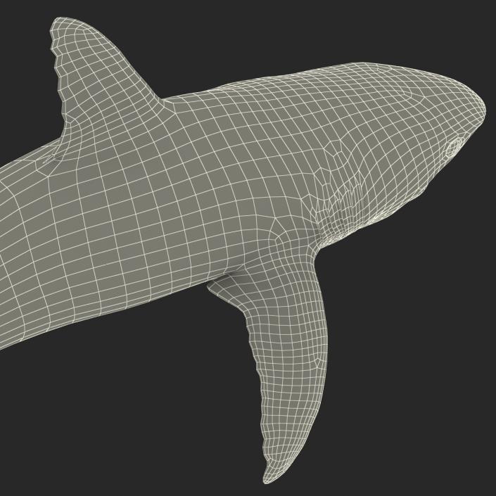 Great White Shark Attacking Pose 3D