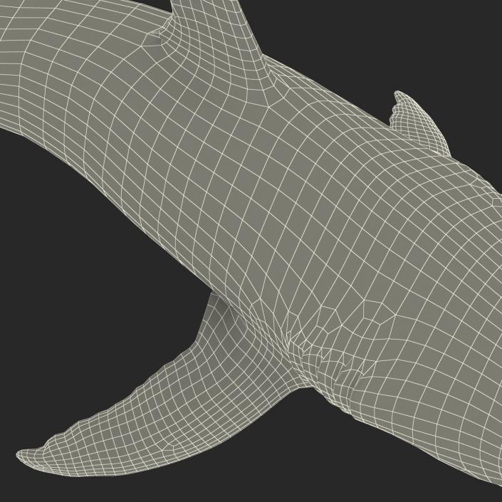 Great White Shark Attacking Pose 3D