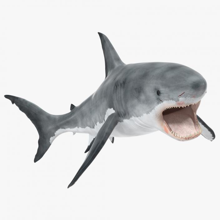 Great White Shark Attacking Pose 3D