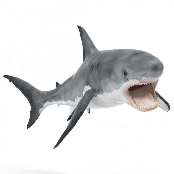 Great White Shark Attacking Pose 3D