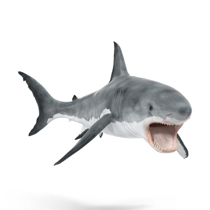 Great White Shark Attacking Pose 3D