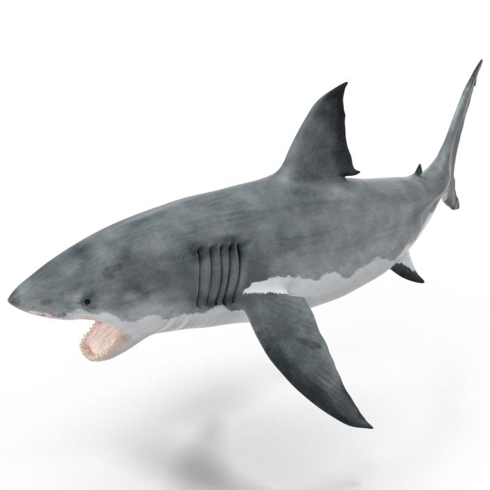 Great White Shark Attacking Pose 3D