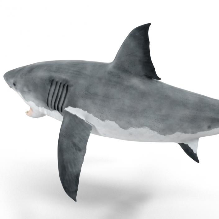 Great White Shark Attacking Pose 3D